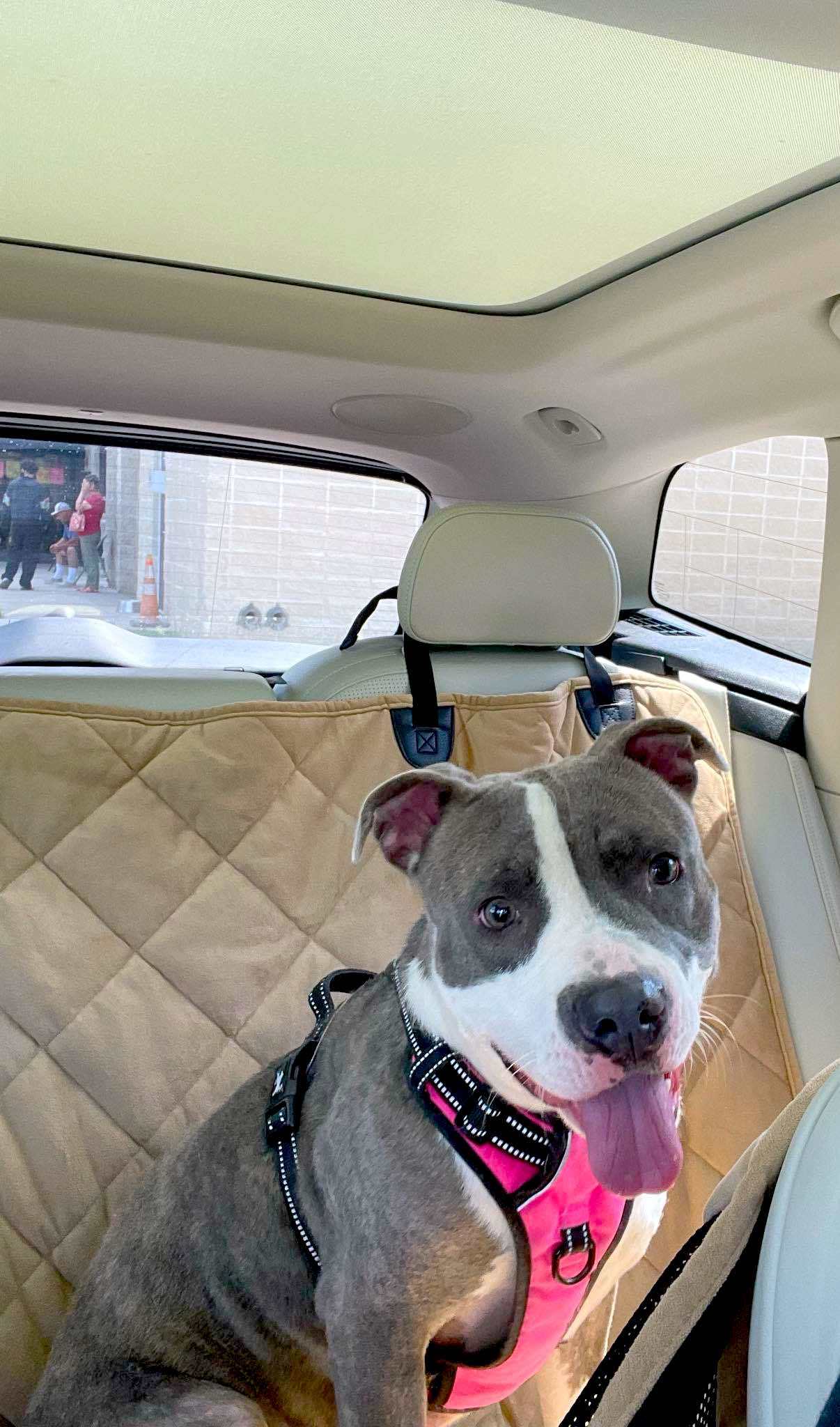 Jaz, an adoptable Pit Bull Terrier in Arlee, MT, 59821 | Photo Image 2