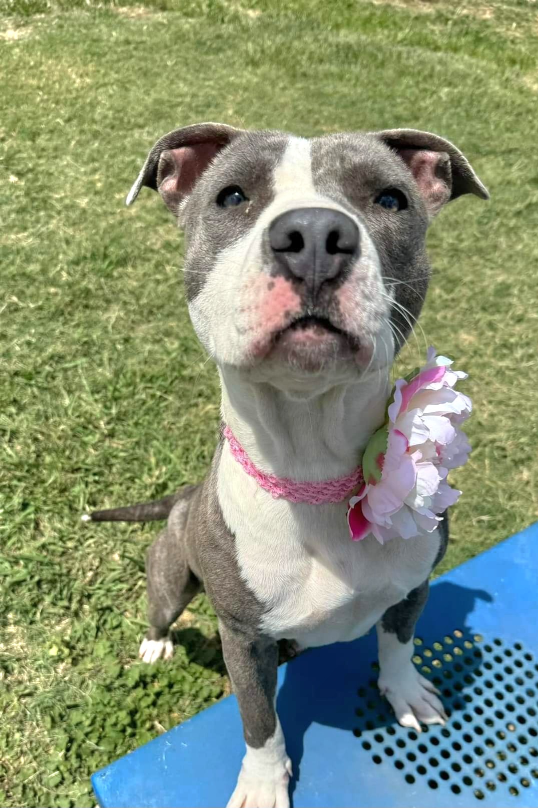 Jaz, an adoptable Pit Bull Terrier in Arlee, MT, 59821 | Photo Image 3