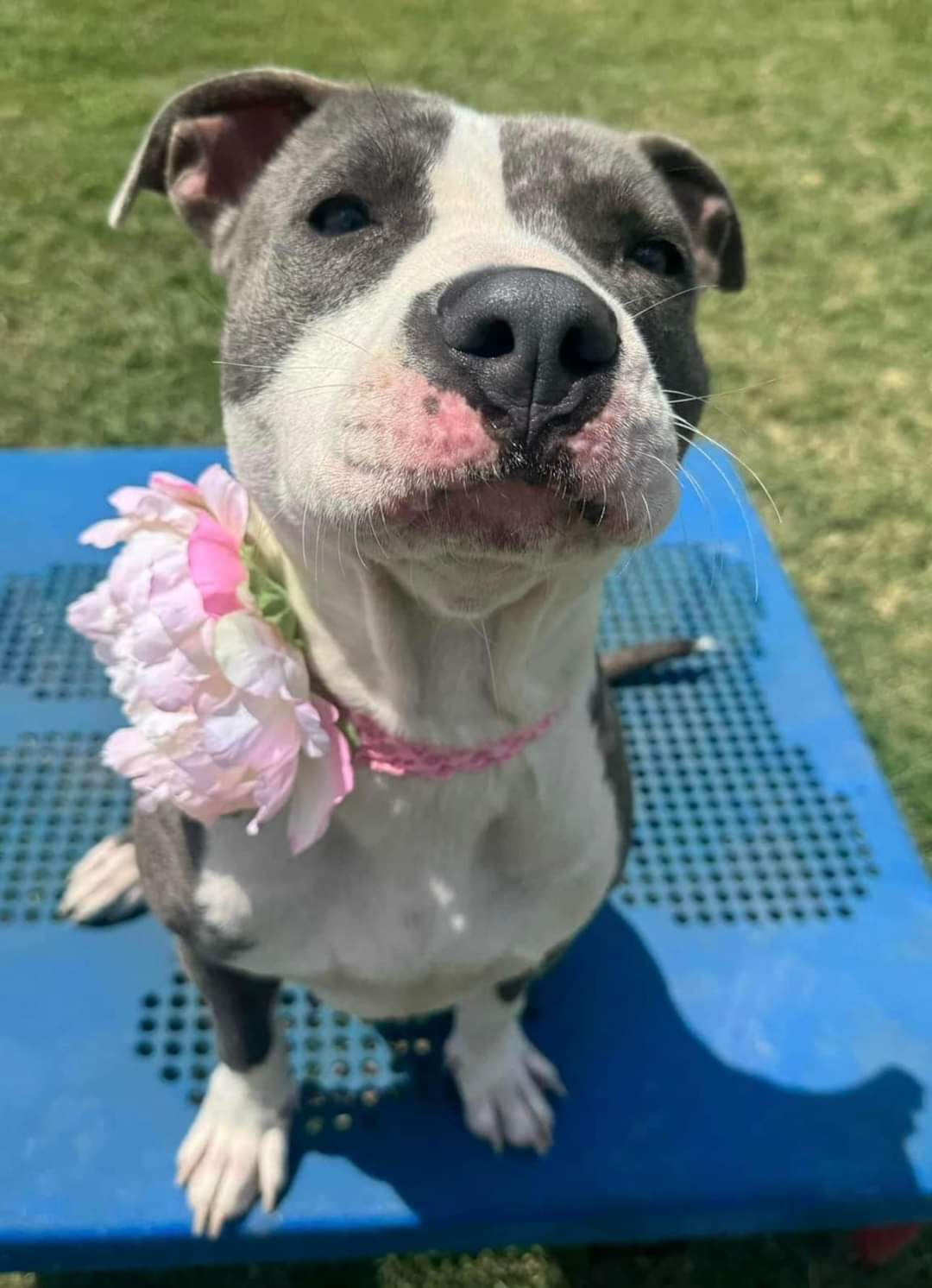 Jaz, an adoptable Pit Bull Terrier in Arlee, MT, 59821 | Photo Image 4