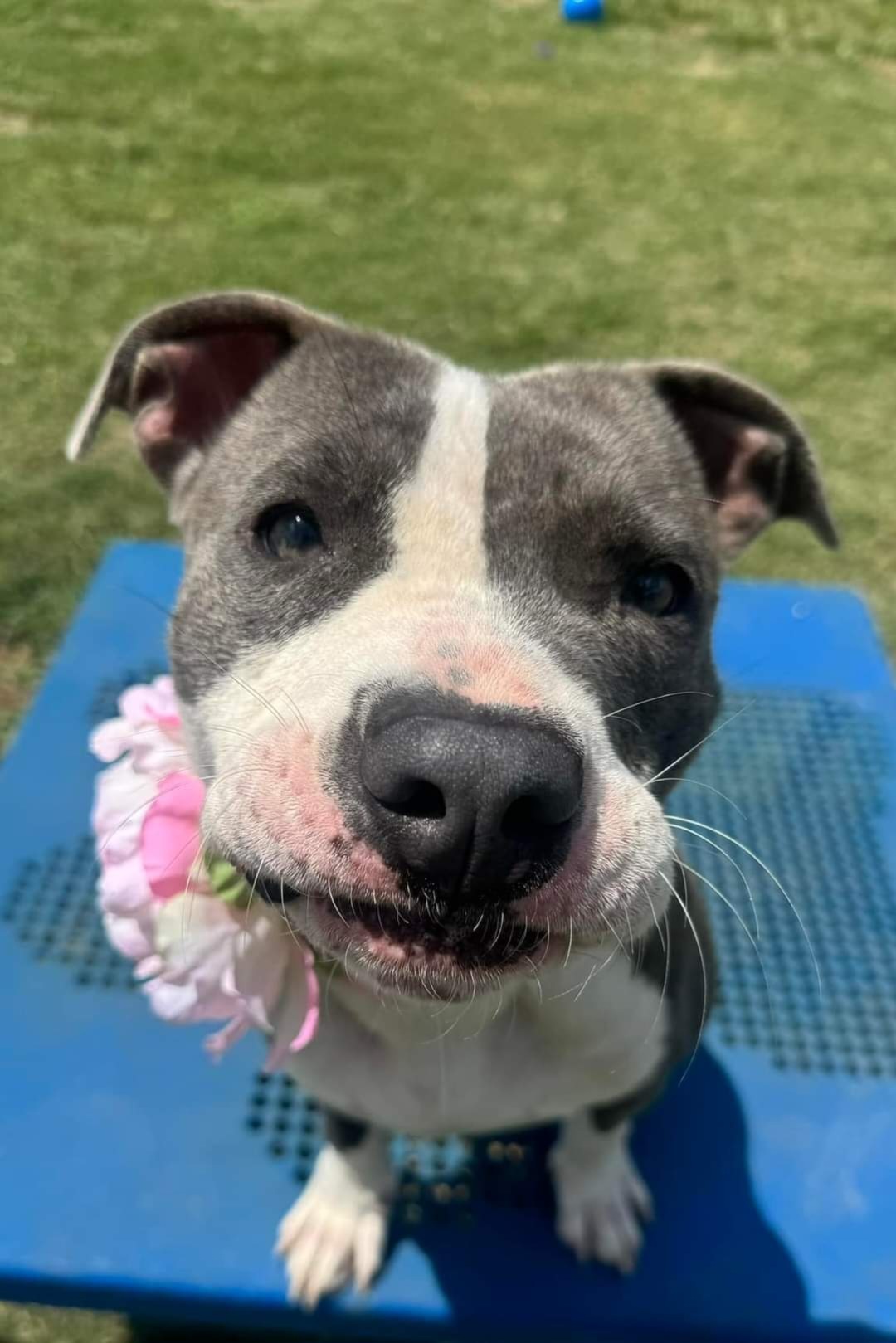 Jaz, an adoptable Pit Bull Terrier in Arlee, MT, 59821 | Photo Image 6