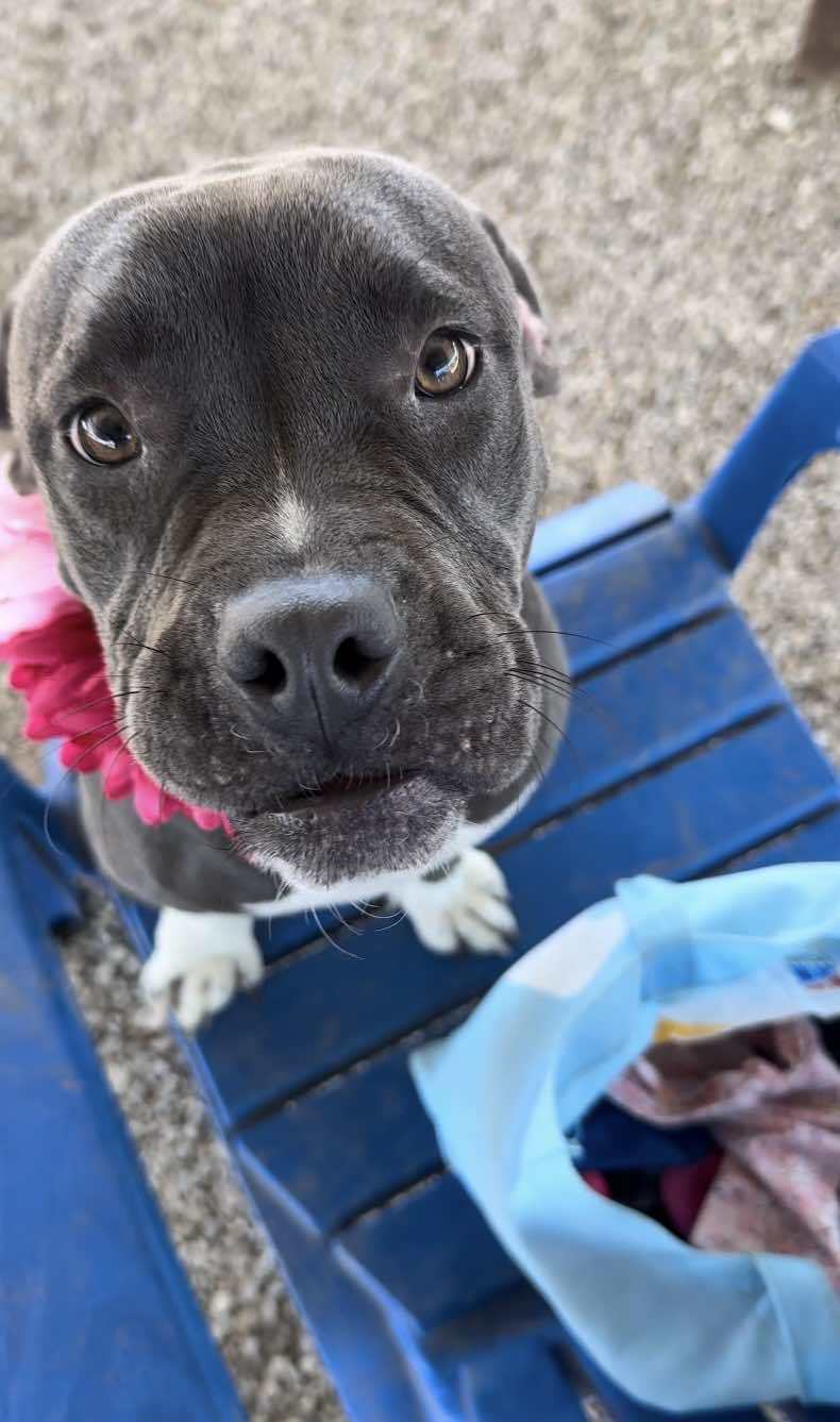 Juliet, an adoptable Pit Bull Terrier in Arlee, MT, 59821 | Photo Image 1