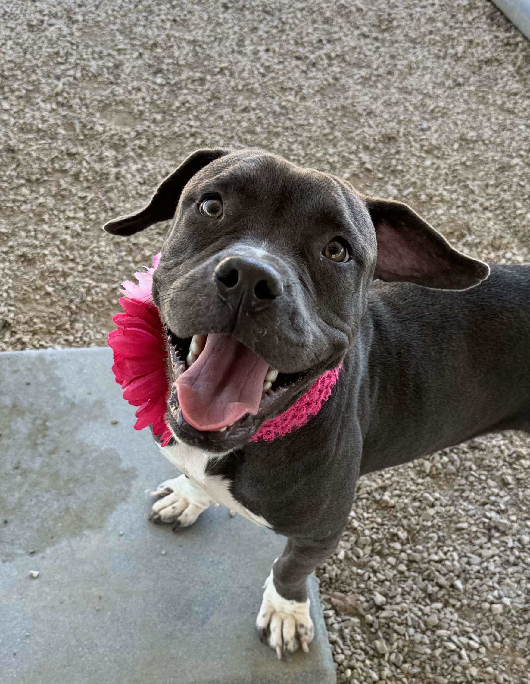 Juliet, an adoptable Pit Bull Terrier in Arlee, MT, 59821 | Photo Image 2