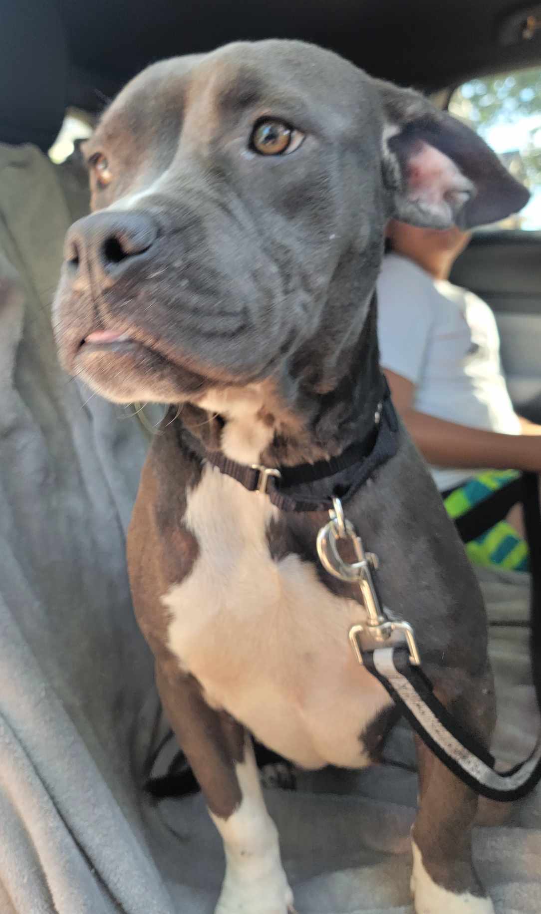 Juliet, an adoptable Pit Bull Terrier in Arlee, MT, 59821 | Photo Image 3