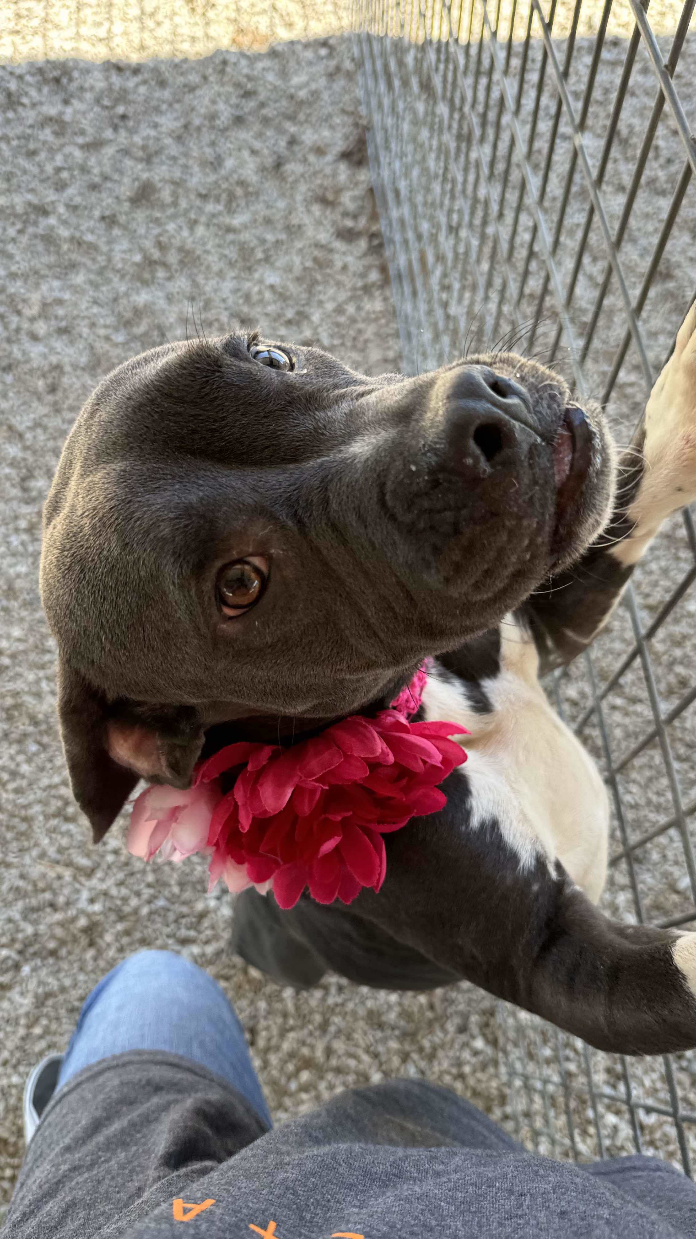 Juliet, an adoptable Pit Bull Terrier in Arlee, MT, 59821 | Photo Image 5