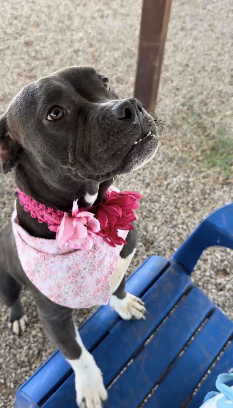 Juliet, an adoptable Pit Bull Terrier in Arlee, MT, 59821 | Photo Image 6