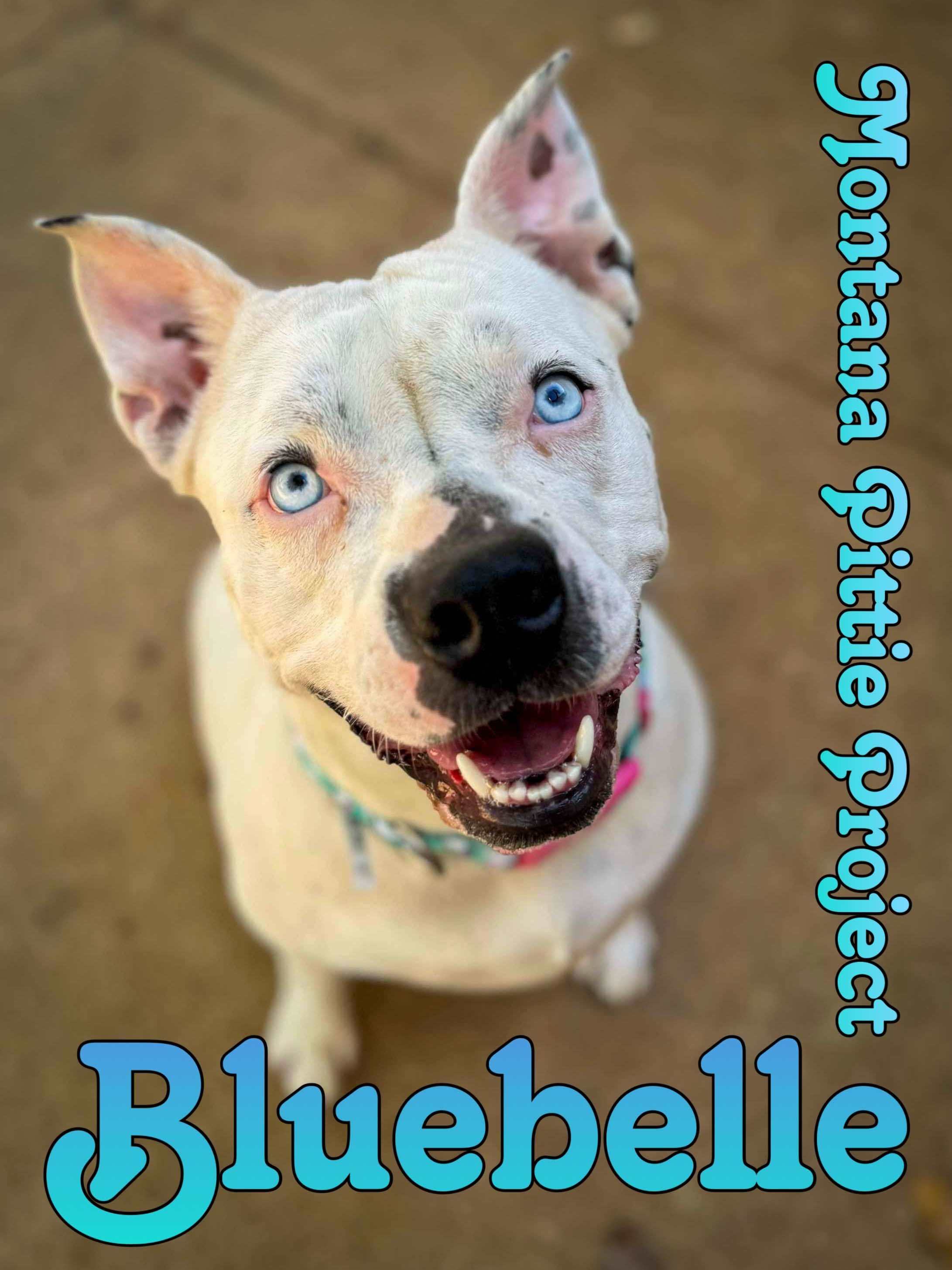 Bluebelle, an adoptable Pit Bull Terrier, Labrador Retriever in Arlee, MT, 59821 | Photo Image 1