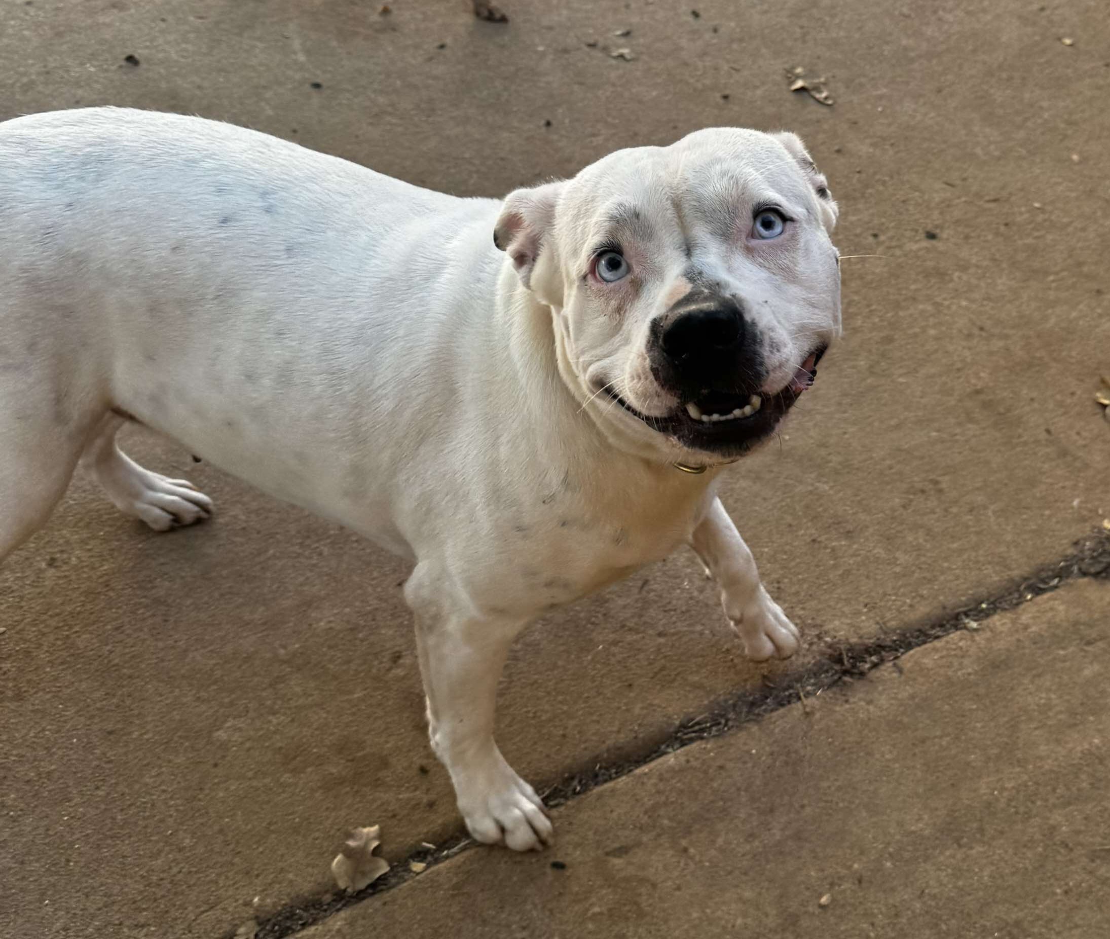 Bluebelle, an adoptable Pit Bull Terrier, Labrador Retriever in Arlee, MT, 59821 | Photo Image 2