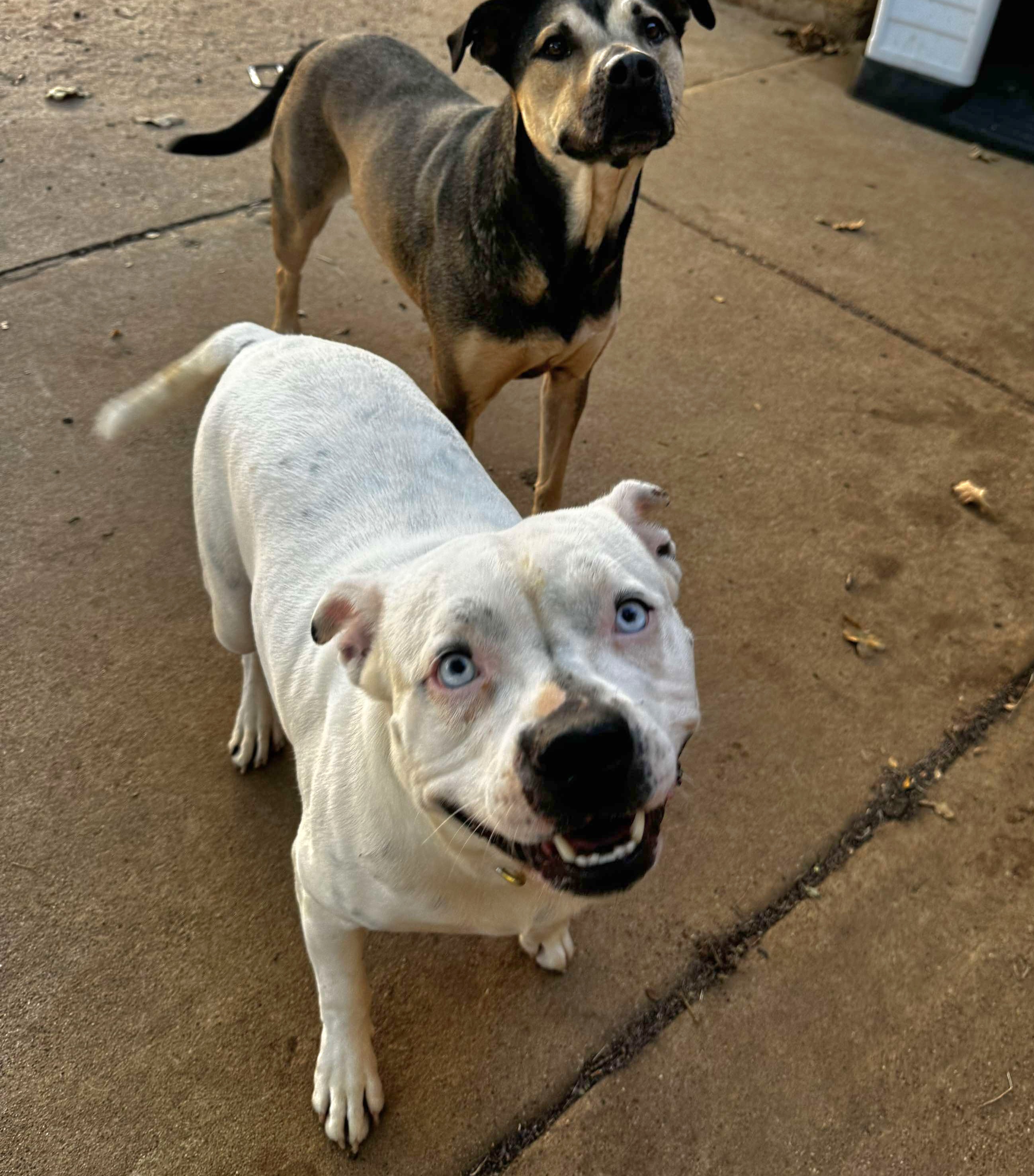 Bluebelle, an adoptable Pit Bull Terrier, Labrador Retriever in Arlee, MT, 59821 | Photo Image 3