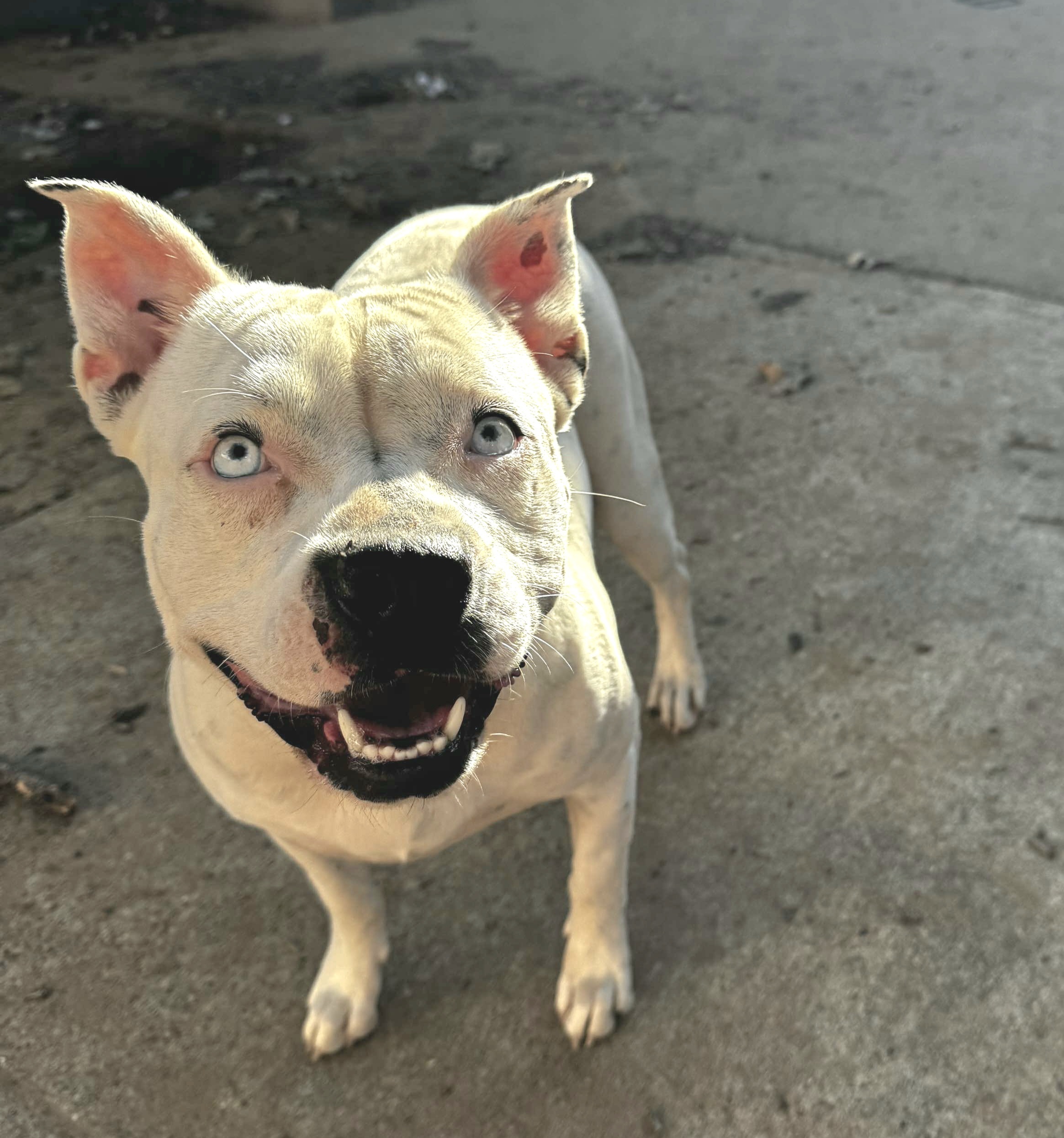 Bluebelle, an adoptable Pit Bull Terrier, Labrador Retriever in Arlee, MT, 59821 | Photo Image 4