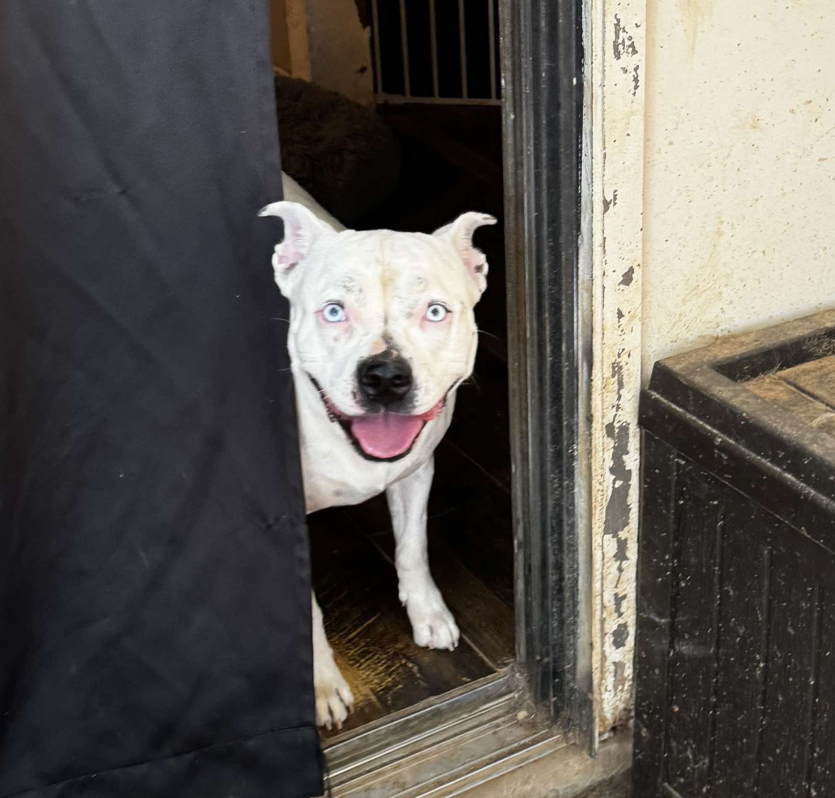Bluebelle, an adoptable Pit Bull Terrier, Labrador Retriever in Arlee, MT, 59821 | Photo Image 5