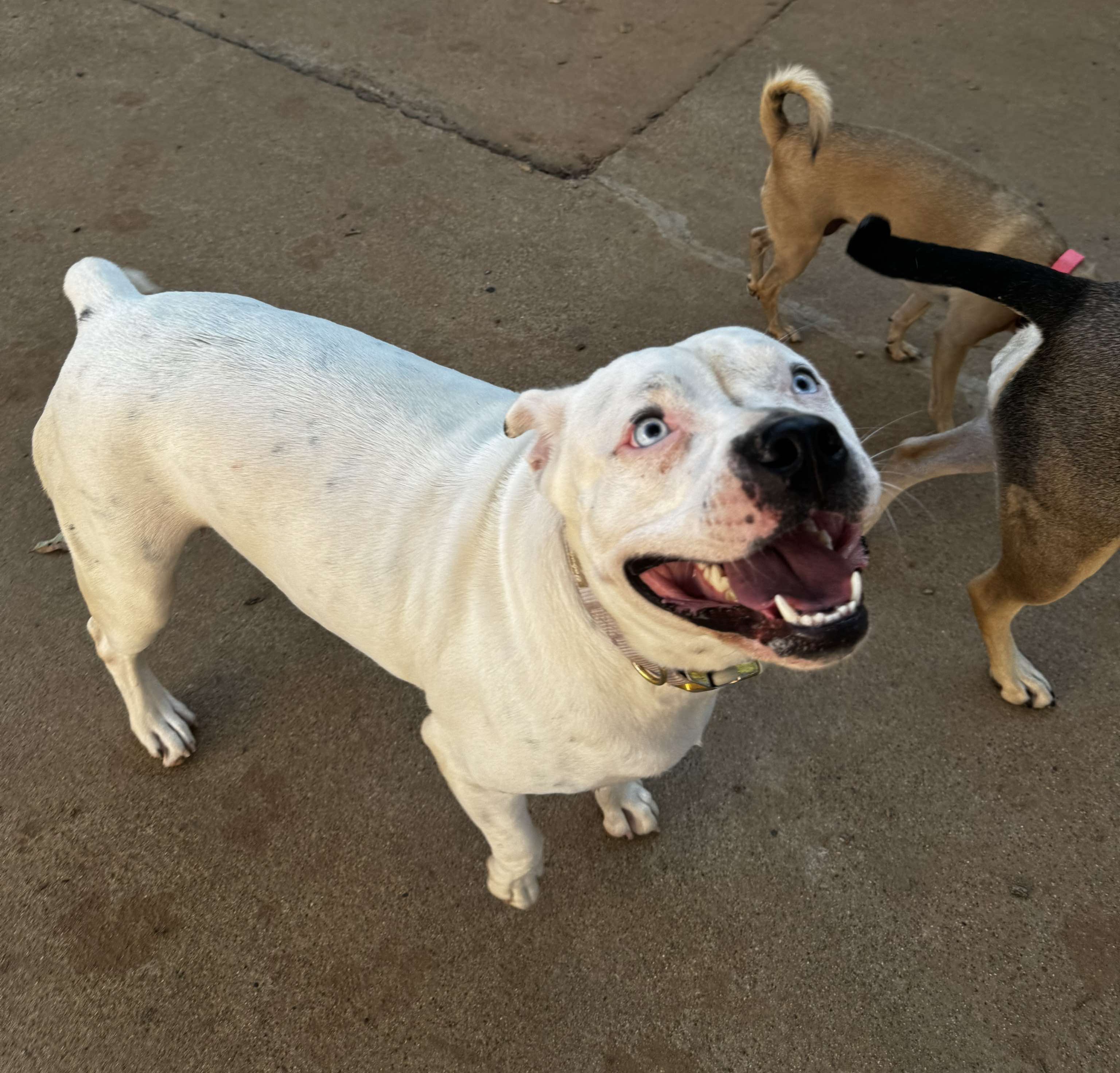 Bluebelle, an adoptable Pit Bull Terrier, Labrador Retriever in Arlee, MT, 59821 | Photo Image 6