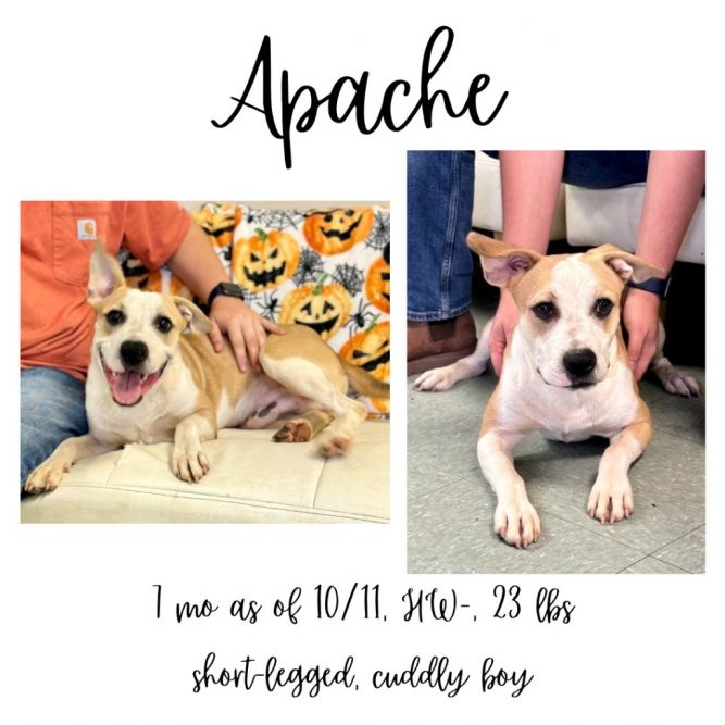 Apache