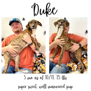 Duke