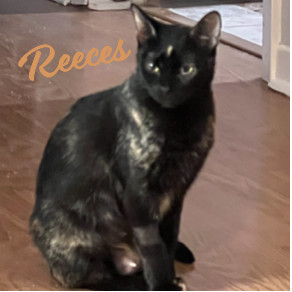 Reeces #sweet-natured