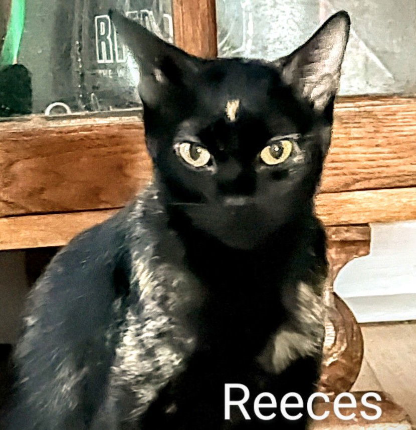 Reeces #sweet-natured