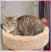 Gracie (Mom of grey litter) photo 1