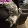 Gracie (Mom of grey litter) photo 2