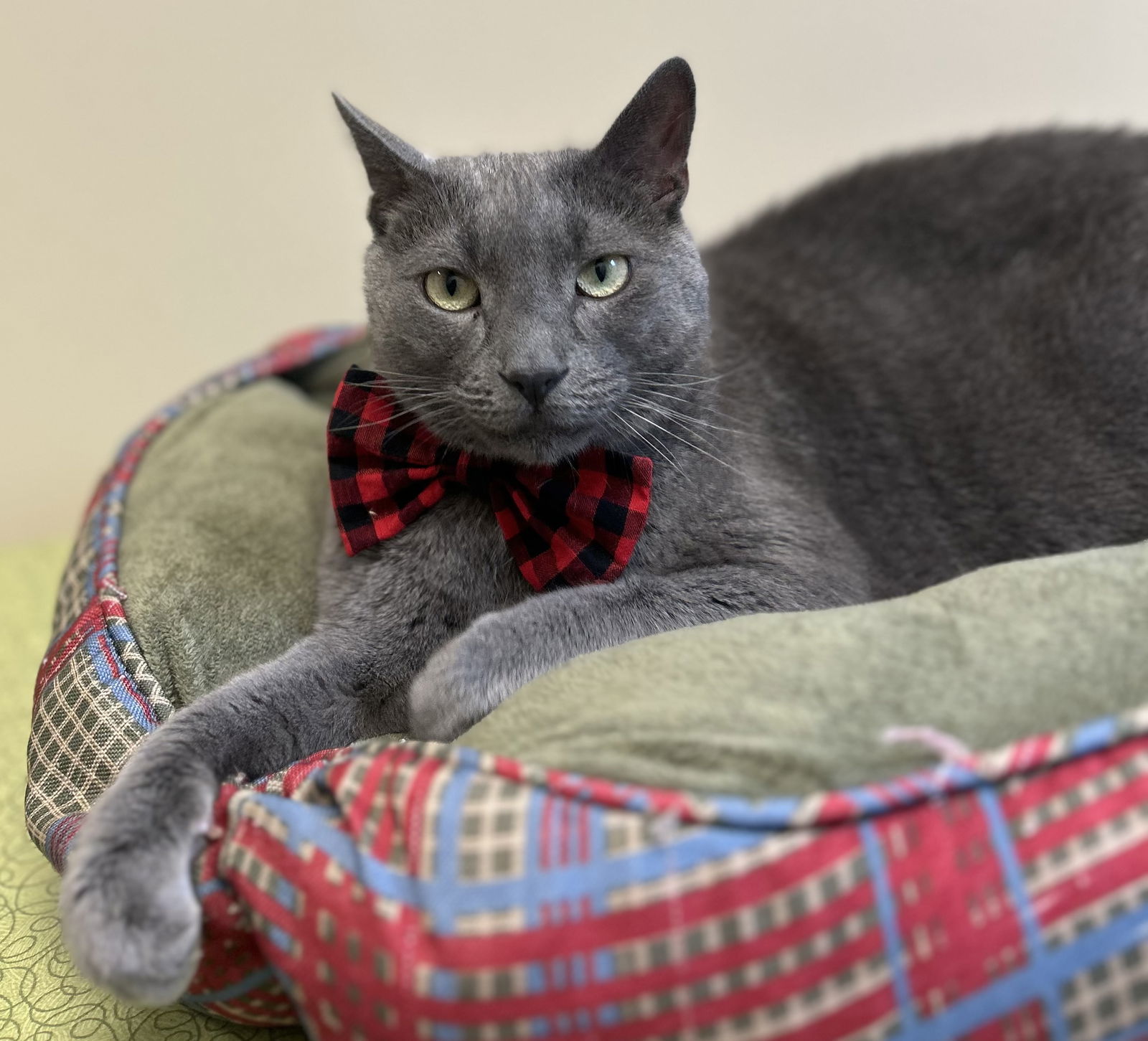 Azizi, an adoptable Domestic Short Hair in Arlington, VT, 05250 | Photo Image 1