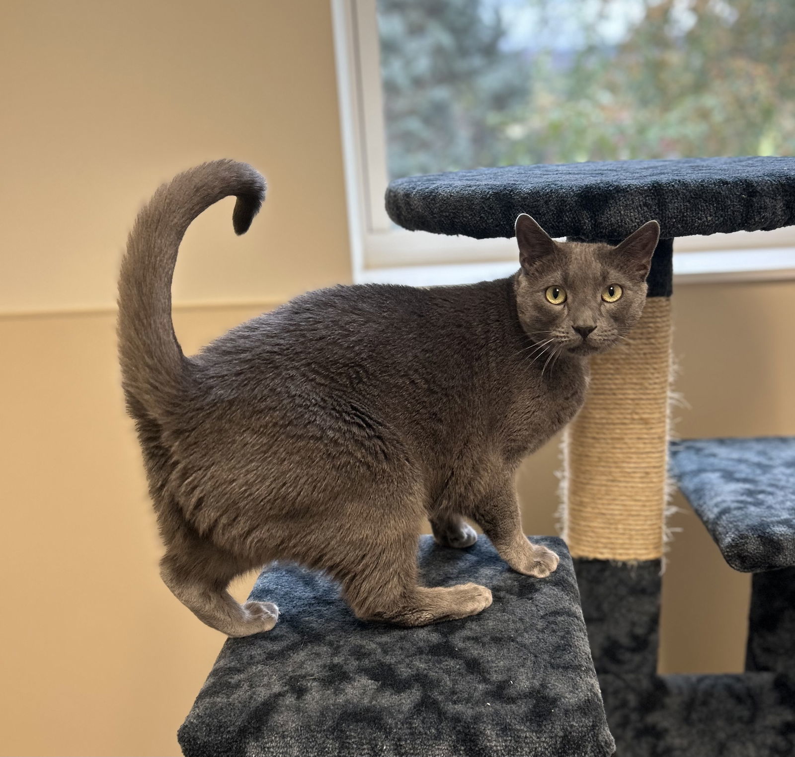 Azizi, an adoptable Domestic Short Hair in Arlington, VT, 05250 | Photo Image 2