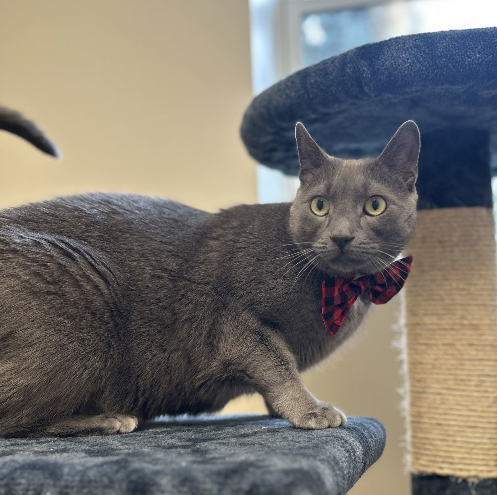 Azizi, an adoptable Domestic Short Hair in Arlington, VT, 05250 | Photo Image 3