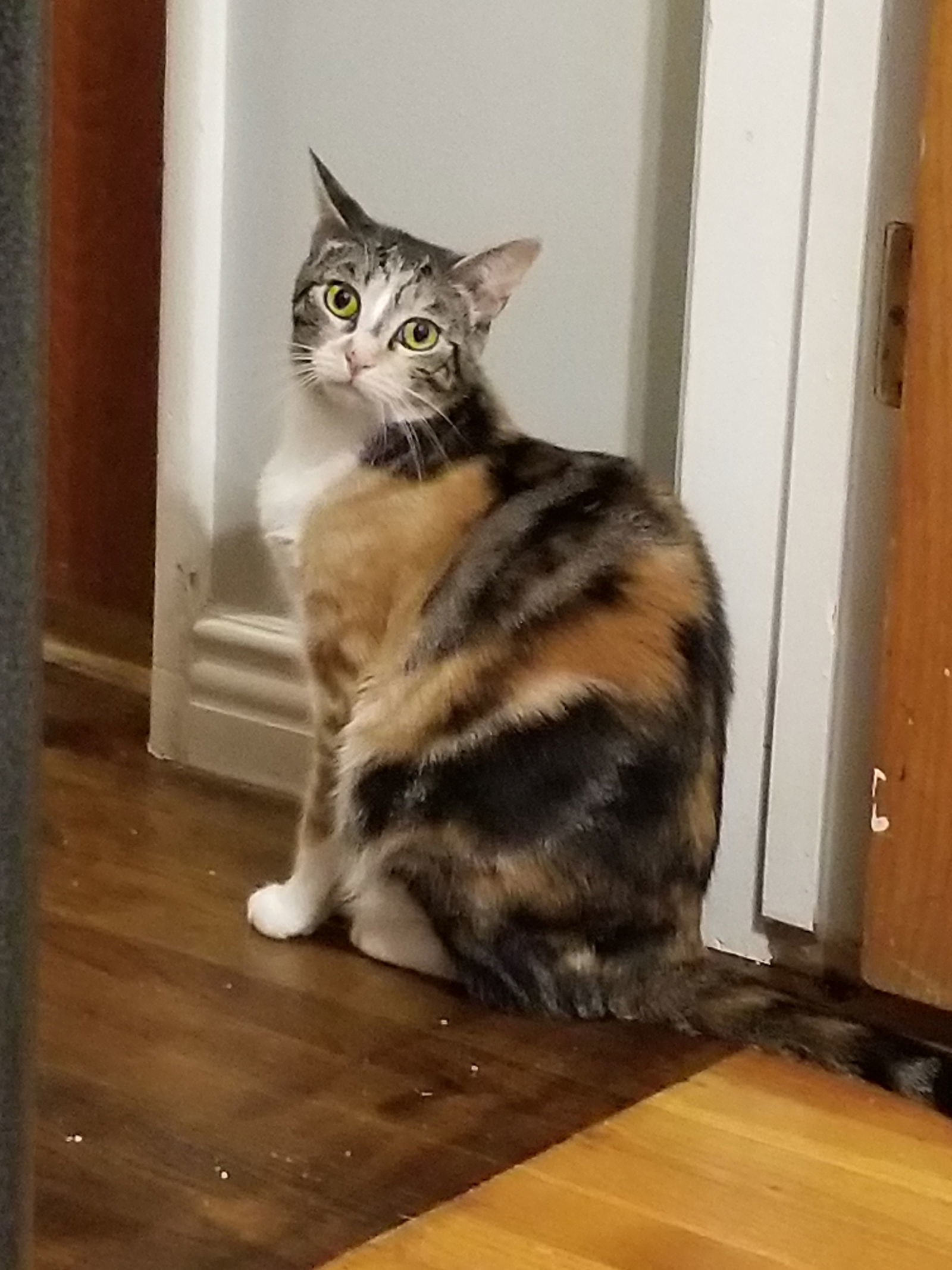 Josie is your pussycat!