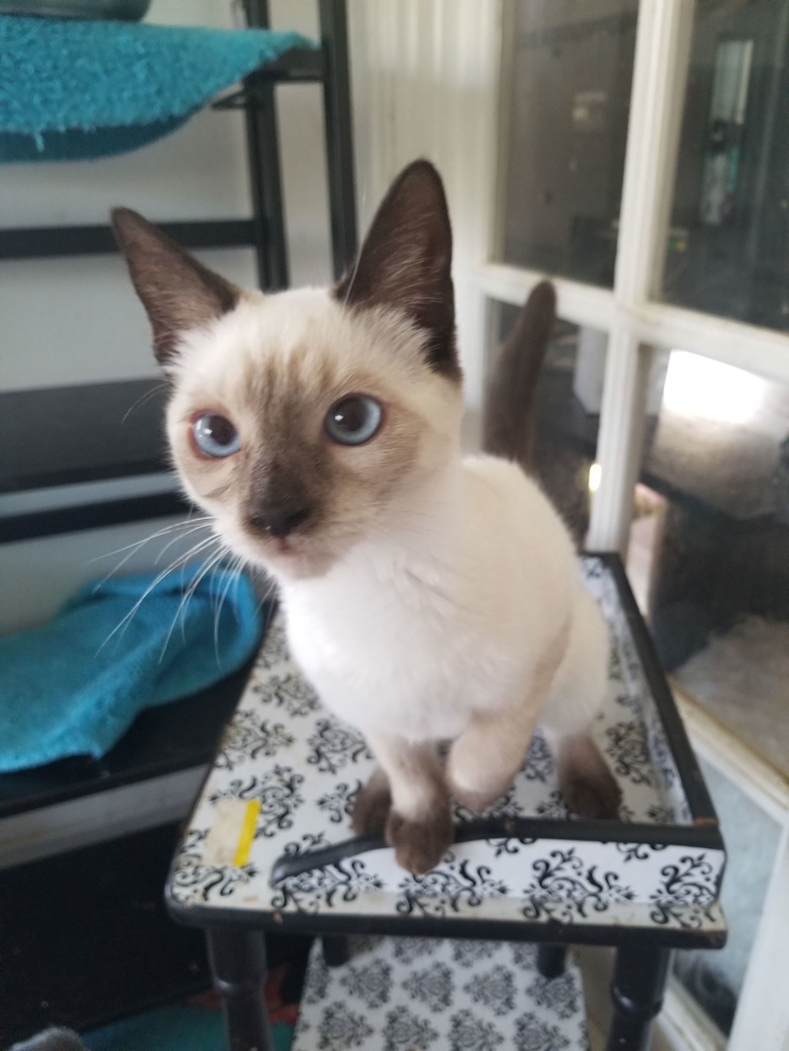 Molly and Morgan, an adoptable Ragdoll, Siamese in Buena Park, CA, 90620 | Photo Image 3