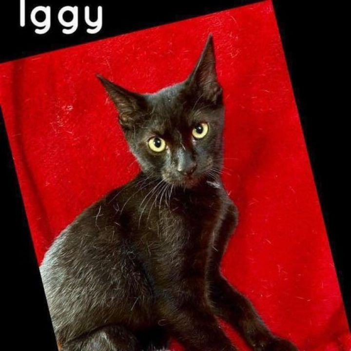 Iggy 1