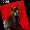 Iggy photo 1