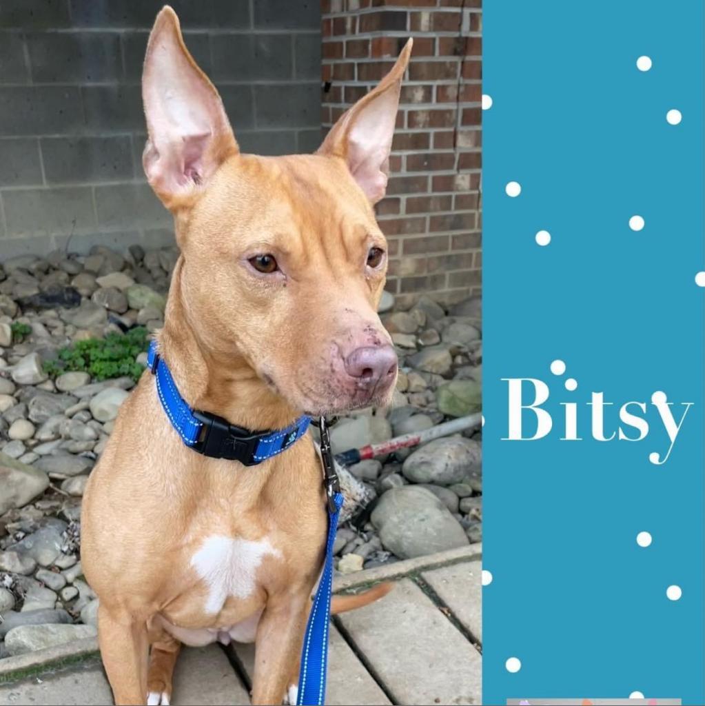 Bitsy