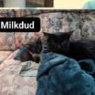 Milkdud