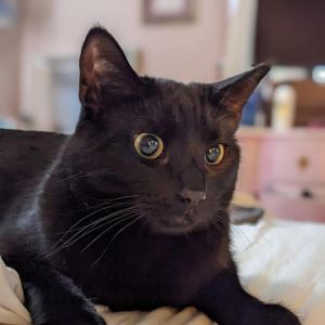Blinkin, Adult Male Domestic Short Hair