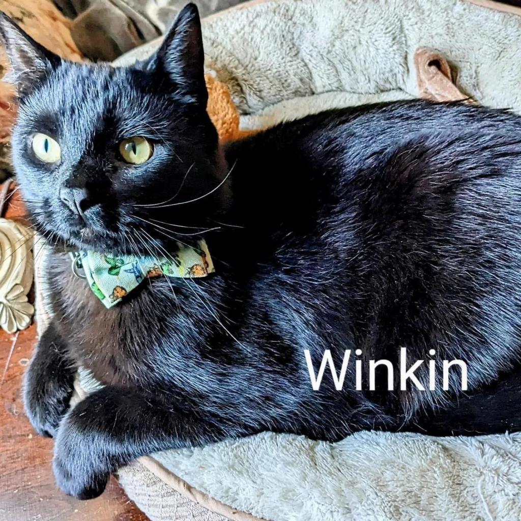 Winkin