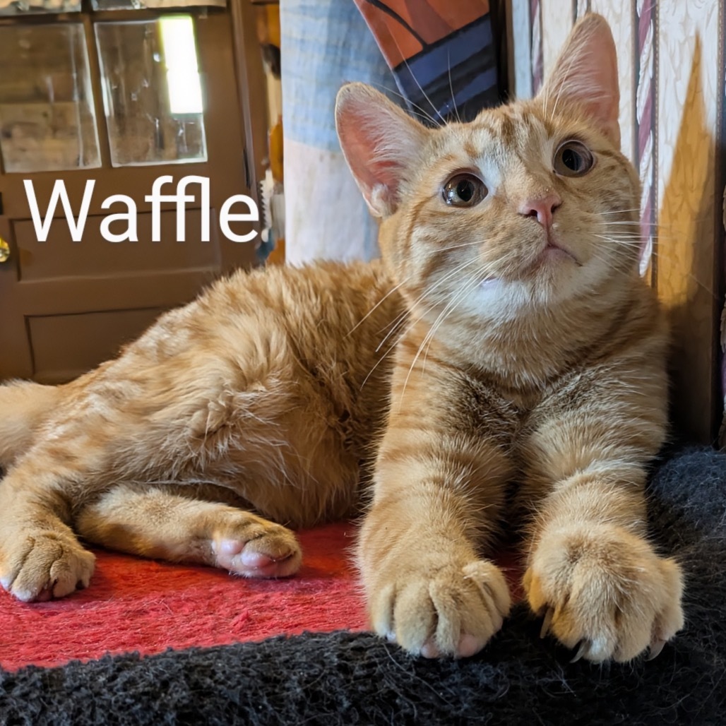 Waffle