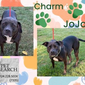 jojo, Adult Female Mixed Breed