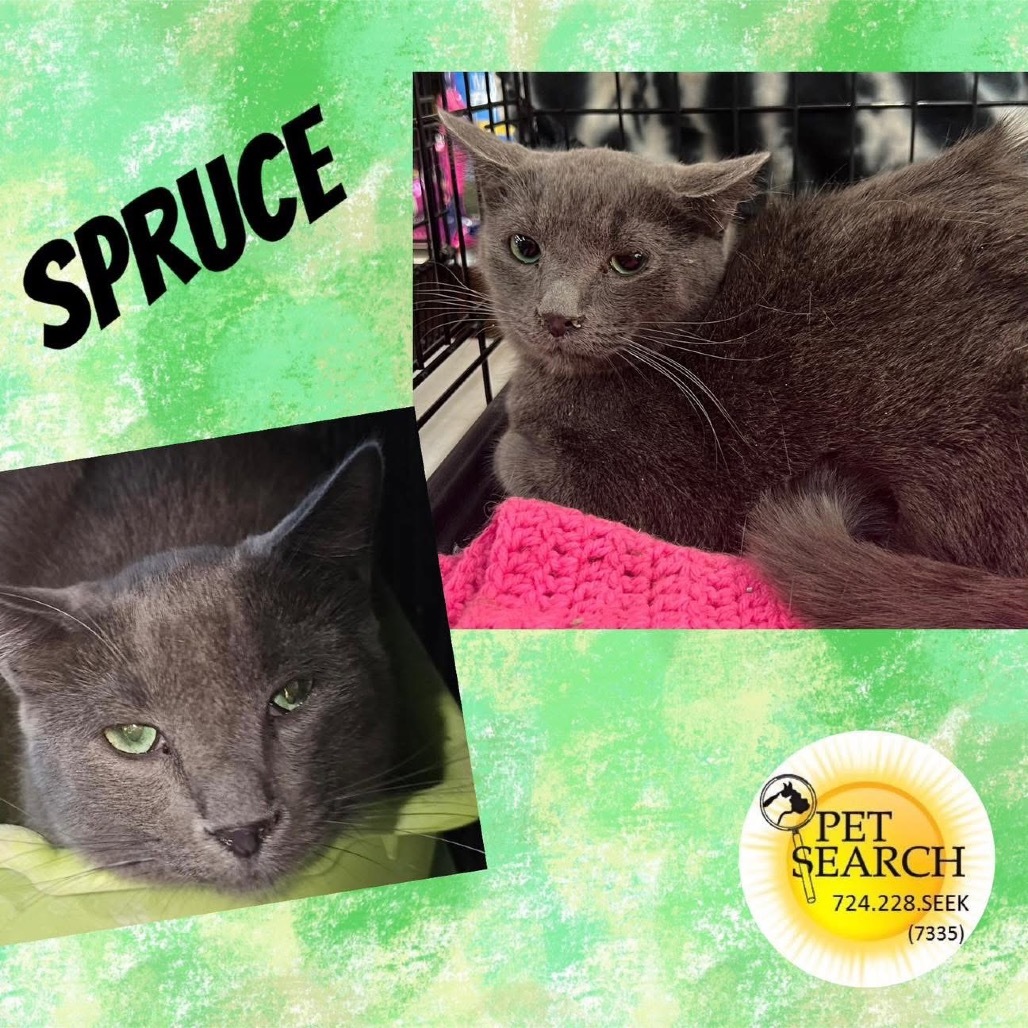 Spruce