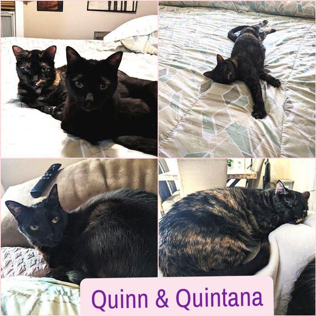 QUINN