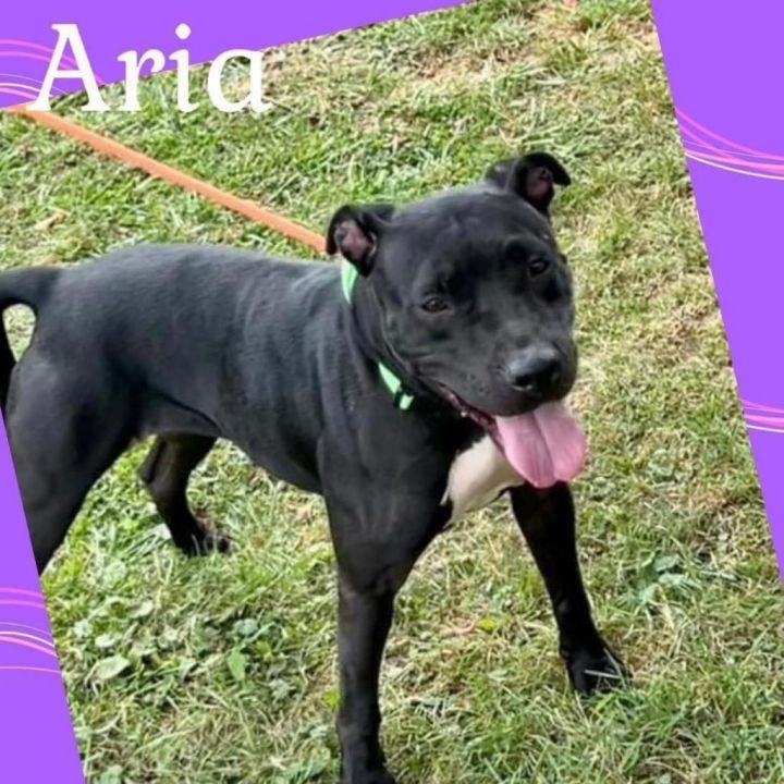 Aria 1