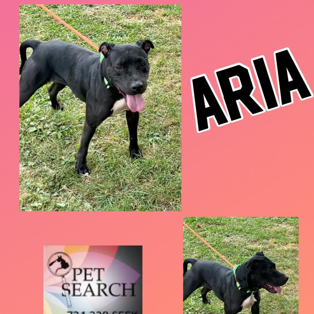 Aria