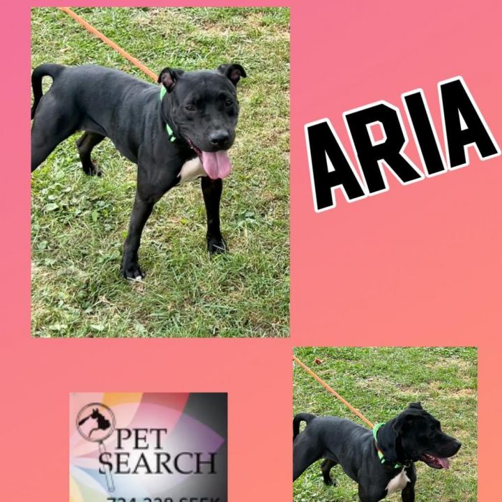 Aria 2