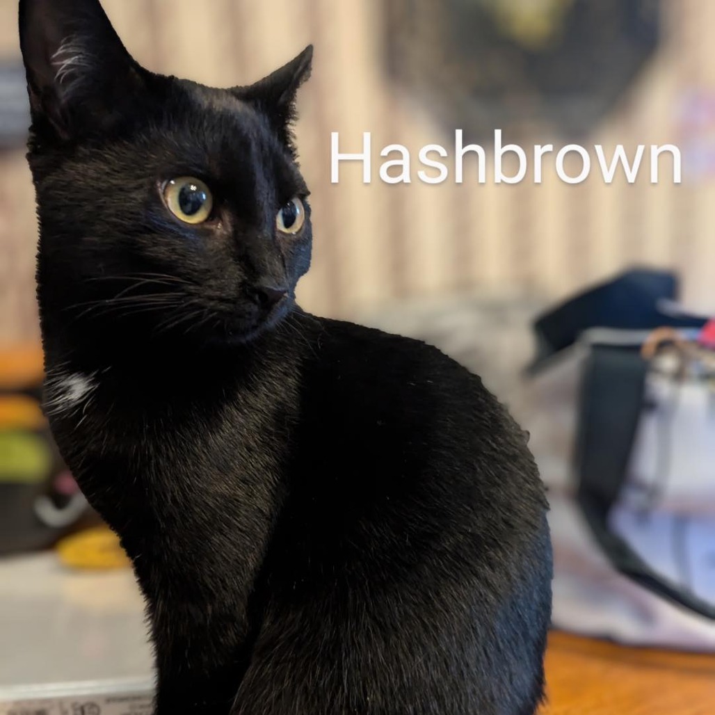 Hashbrown
