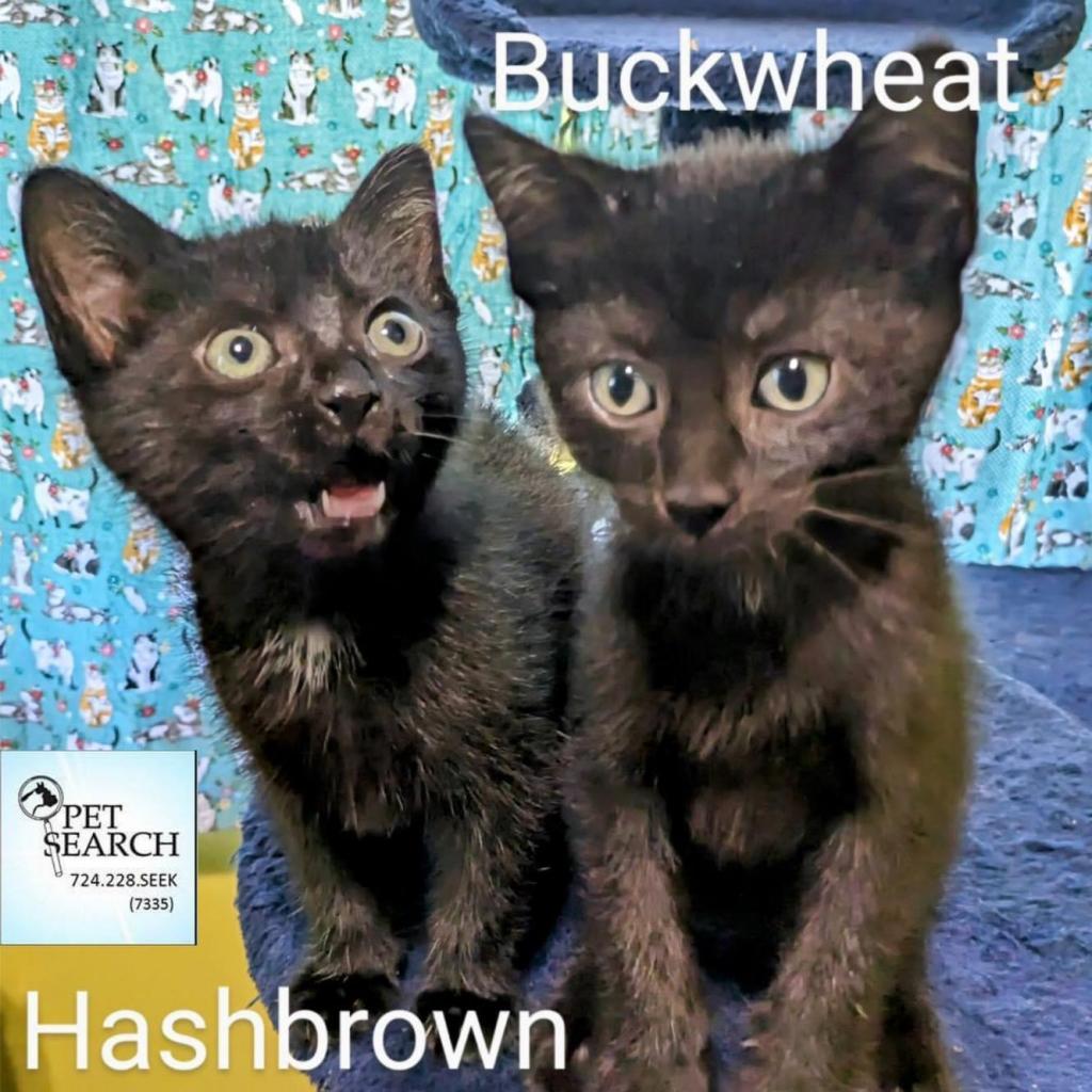 Hashbrown