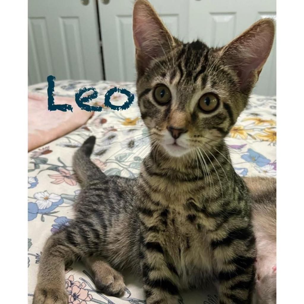 Leo
