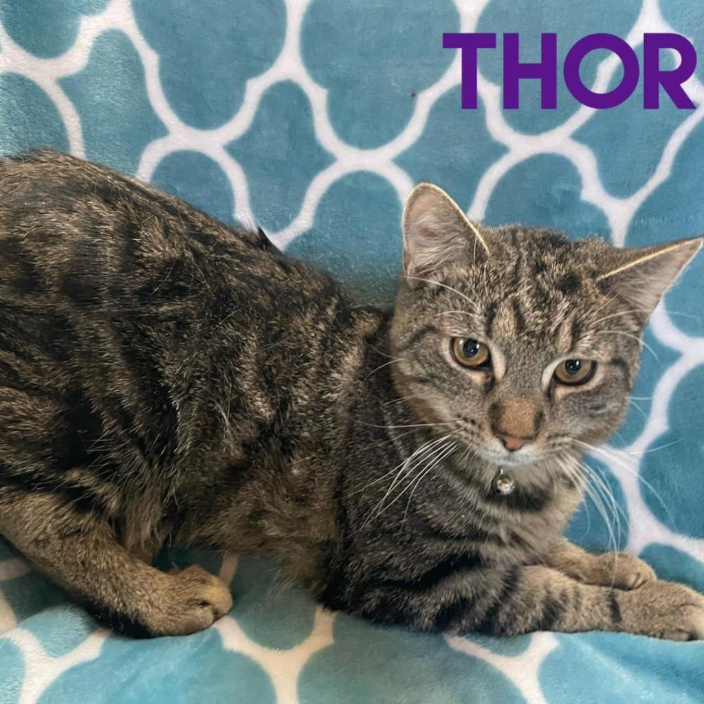 Thor