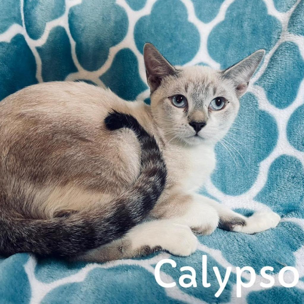 Calypso