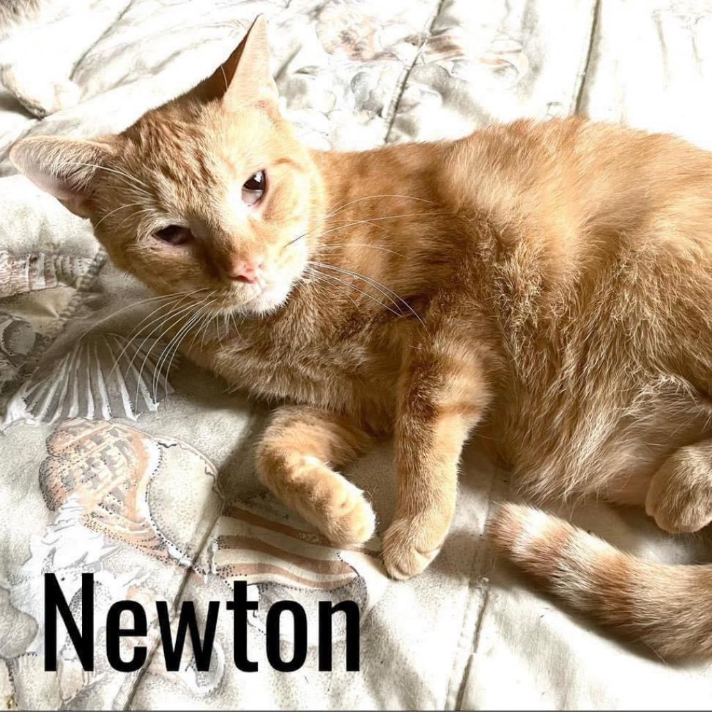 Newton