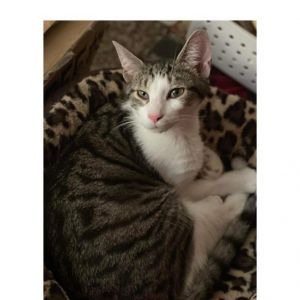 Raylan, Adult Male Domestic Short Hair