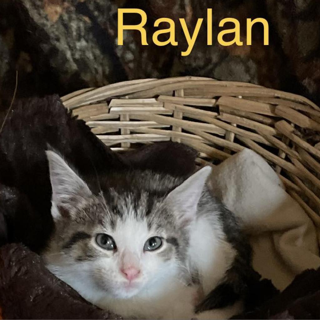 Raylan