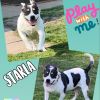 Starla photo 2