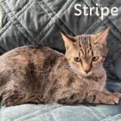 Stripe