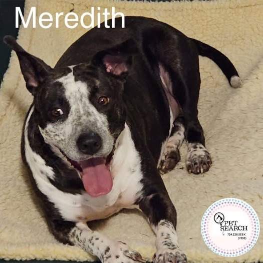 Meredith